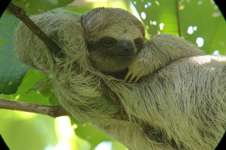 Sloth